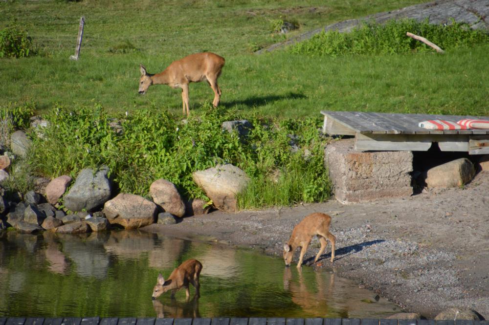 Rdjursfamiljen p grannstranden/  The deer family plays at the neighboring beach 