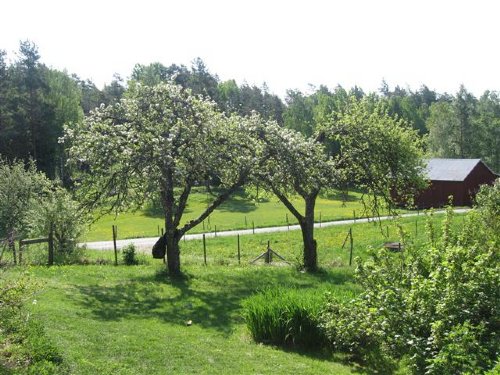 utsikt över omgivningarna på gården