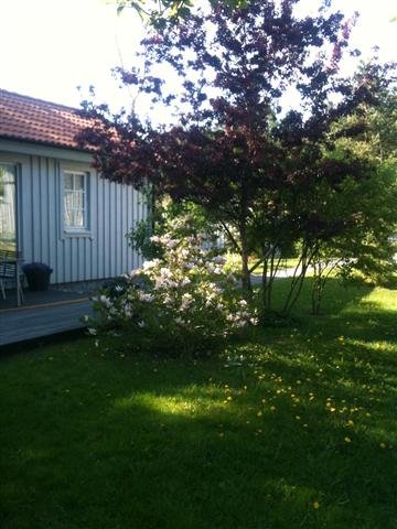 Del av trdgrden 