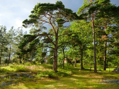 Husen från baksidan/ Houses from backside