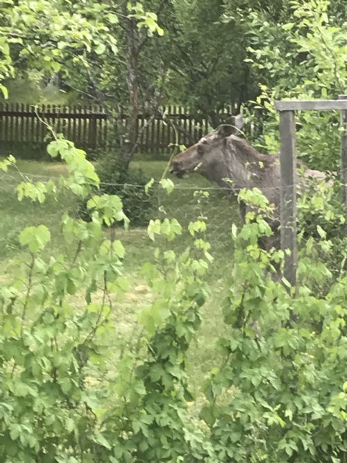 Älg på besök/ Moose visiting the garden 