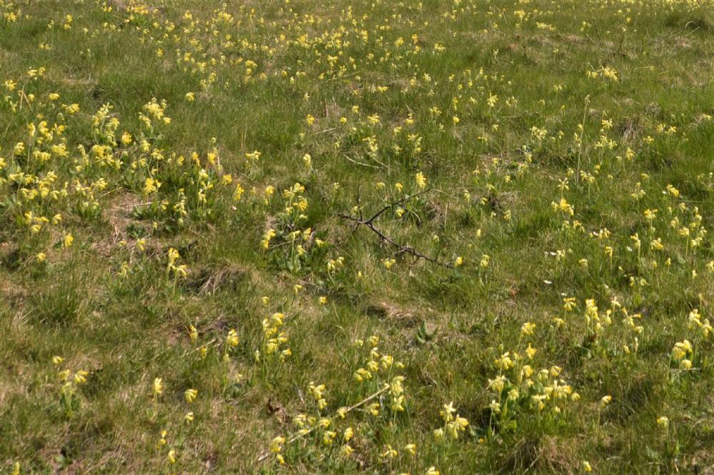 Tomten är full av vårblommor / Flowers over the plot of land, in spring and early summer 