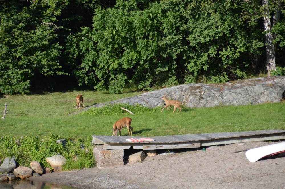 Rådjursfamiljen på grannstranden/  The deer family plays at the neighboring beach 