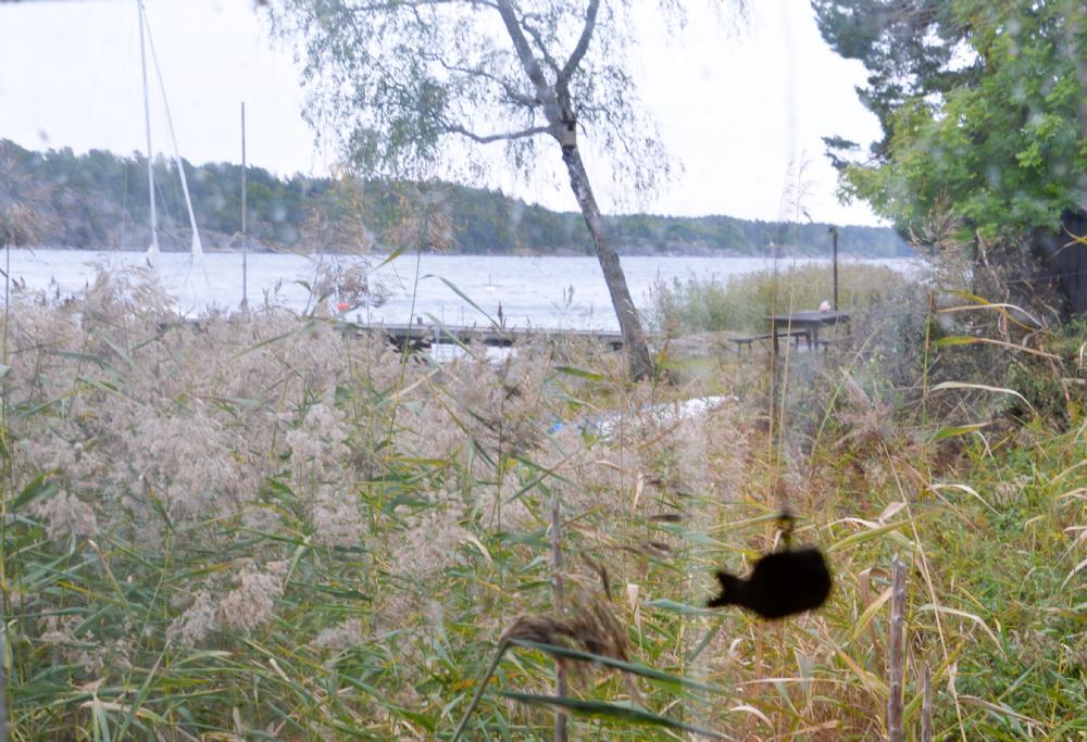 Vy från bastun / View from the sauna
