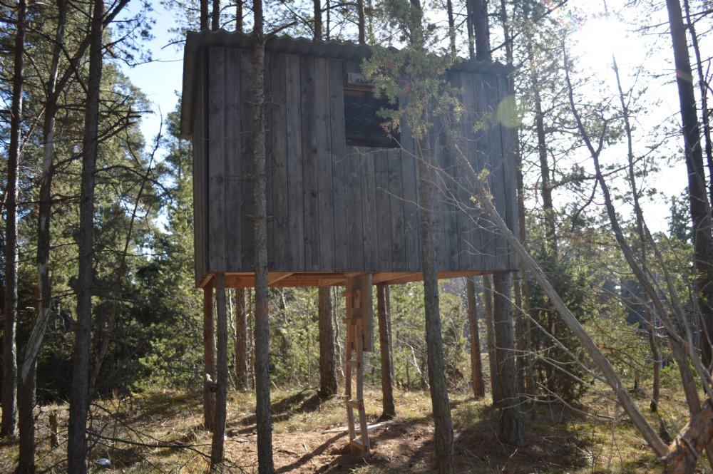 trädkoja i skogen/ tree house in forest