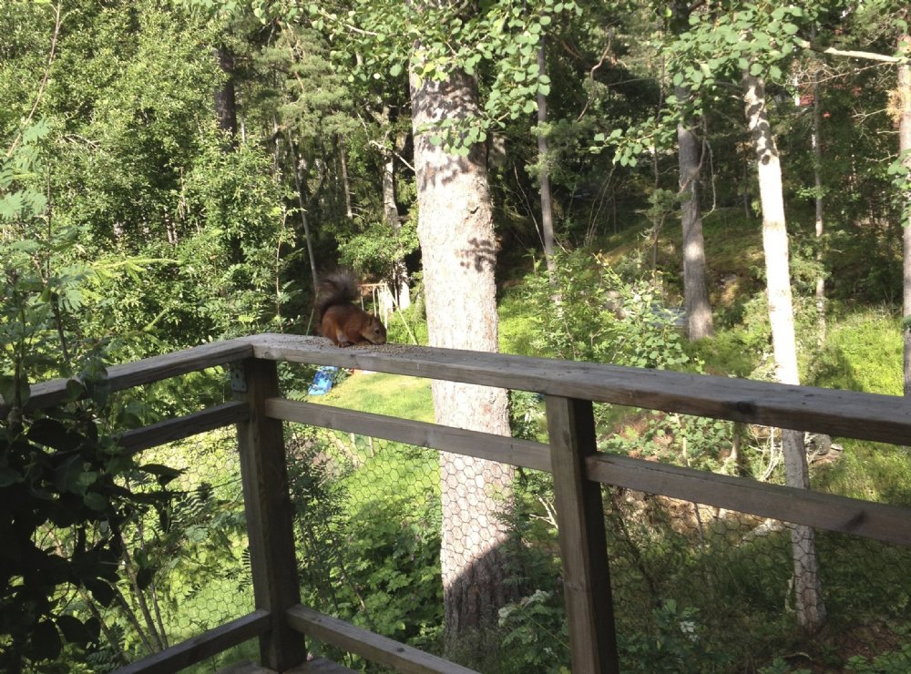 Ekorre besk p altanen/ squirrel visiting the terrace 