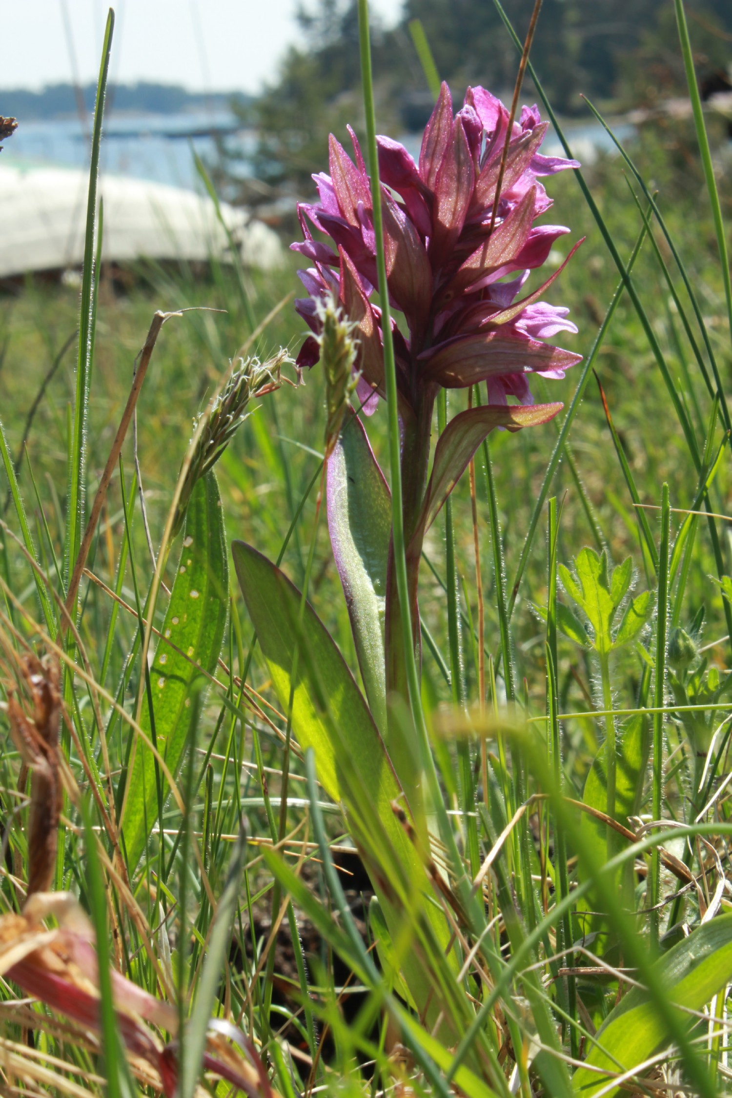 orkidé/ orchid