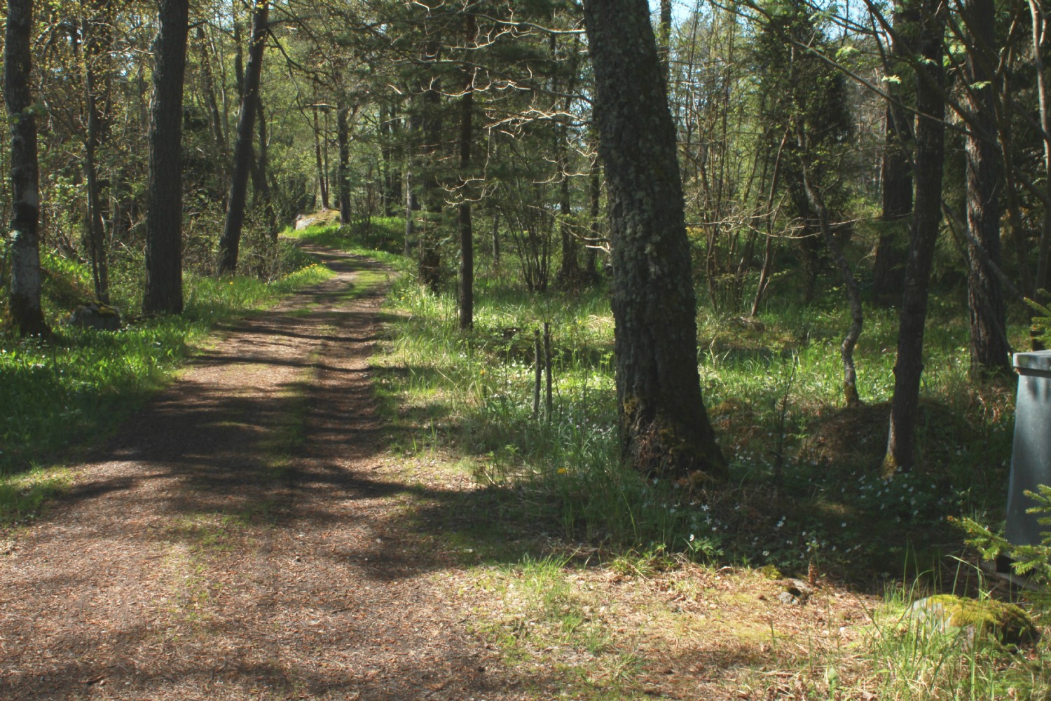 Skogsväg till badplats/ Forest path to lake/sea