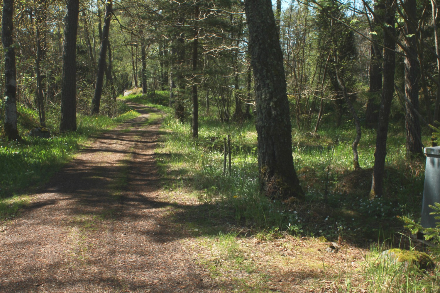 Skogsvg till badplats/ Forest path to lake/sea 