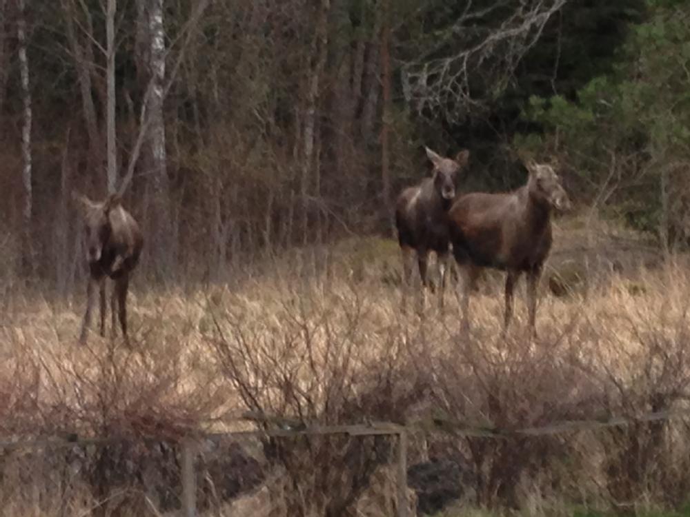 Mer lgar i skogsbrynet bakom huset/ Moose just behind the house 