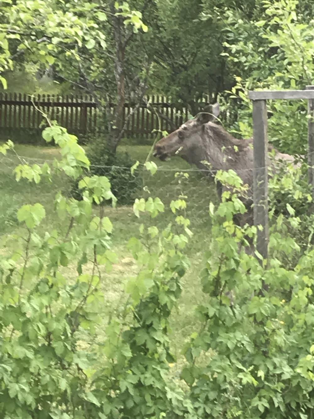 lgbesk / Moose in the garden 