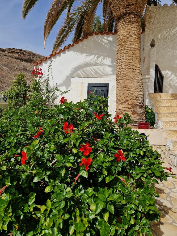 Liten tr�dg�rd/ Small garden&nbsp;